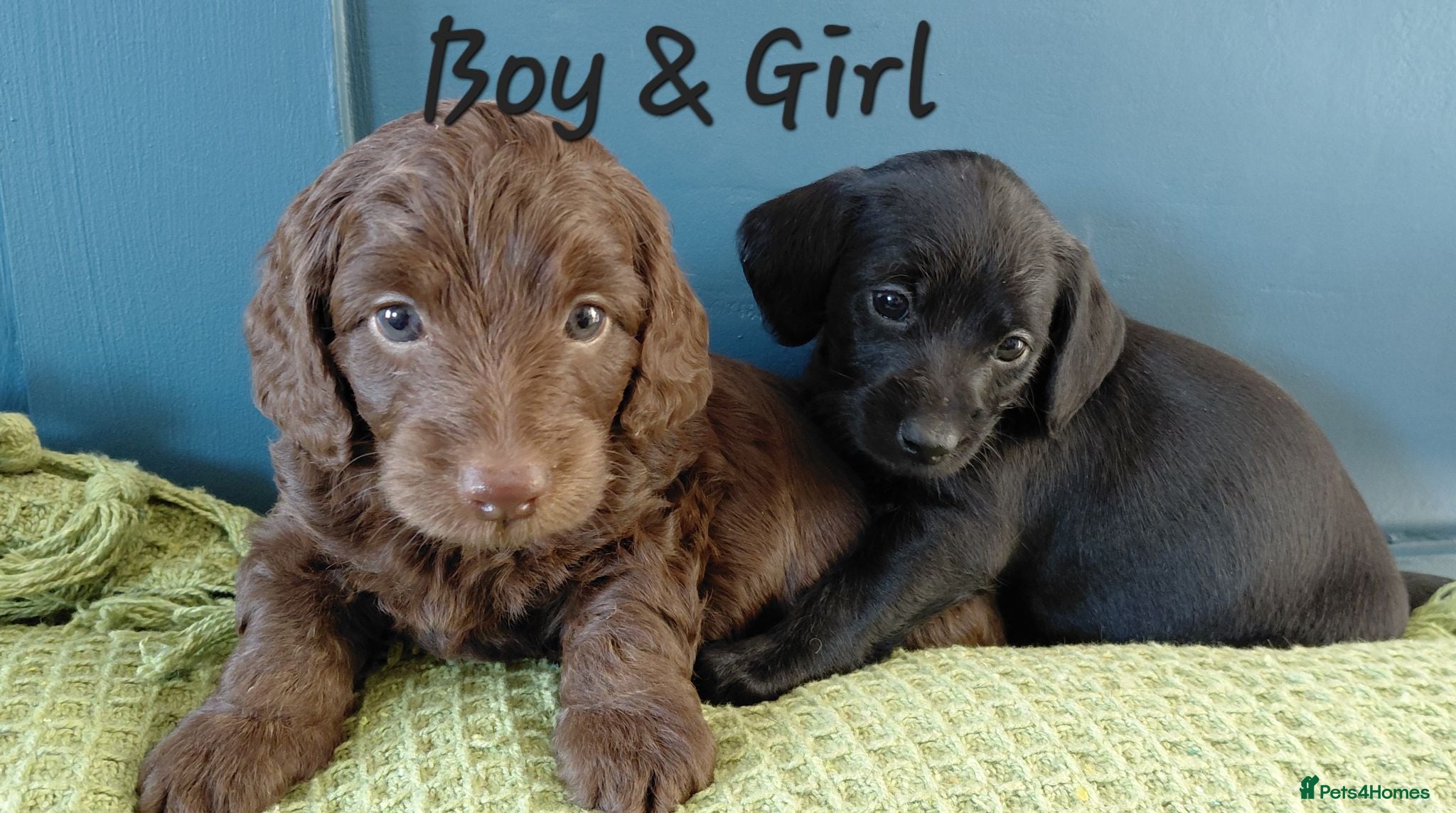Doxiepoo dogs Doxiepoo f1 - Advert 1
