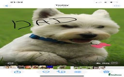 West Highland Terrier dogs for sale: West highland terrier  - Image 16