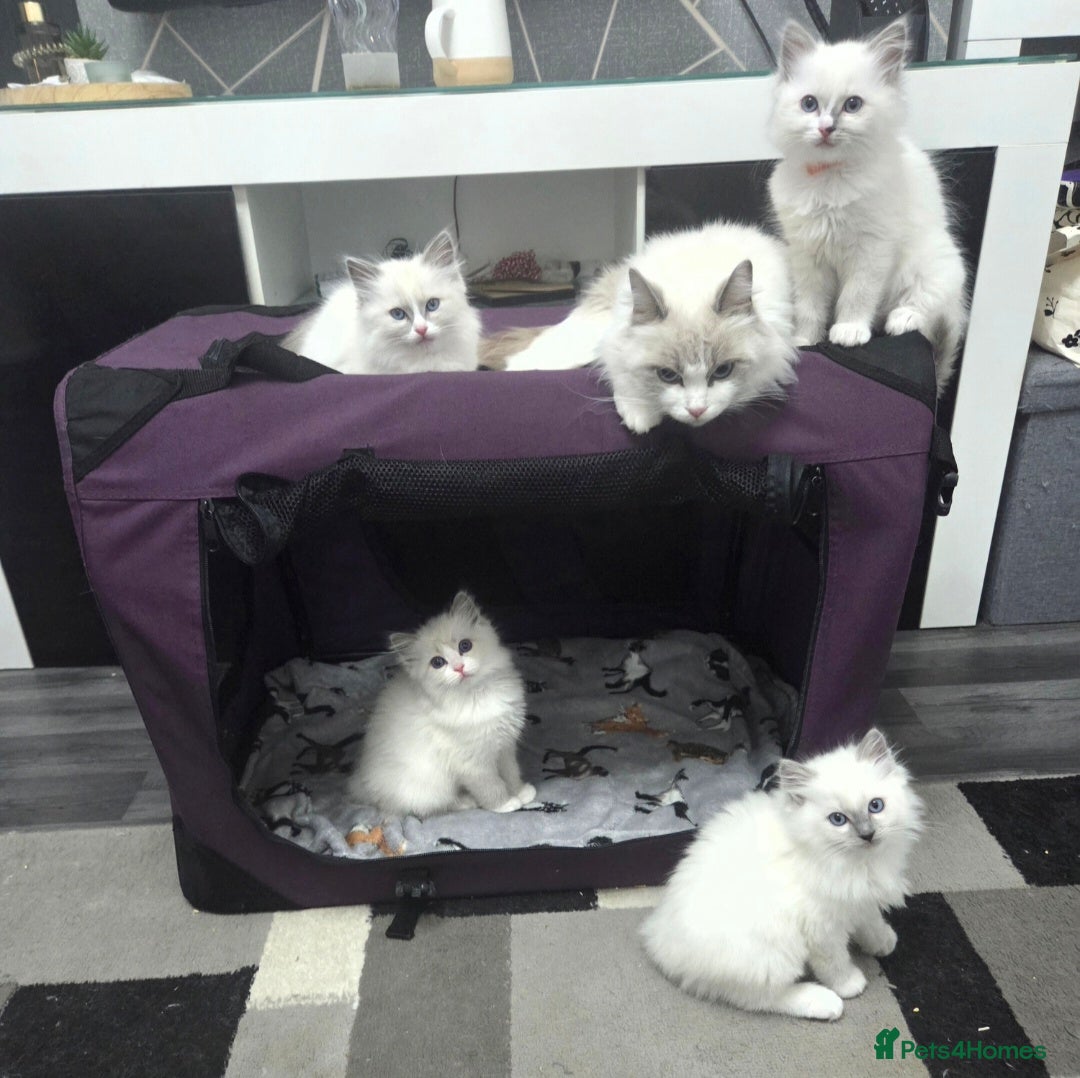 Ragdoll cats for sale: REGISTERED PEDIGREE RAGDOLL KITTENS BLUE  - Advert 12