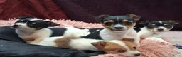 Jack Russell dogs for sale: Pure Jack Russell pups for sale - Advert 7