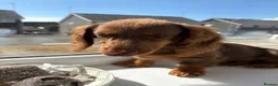 Miniature Dachshund dogs for sale: chocolate & tan longhair miniature dachshund  in Plymouth - Advert 4