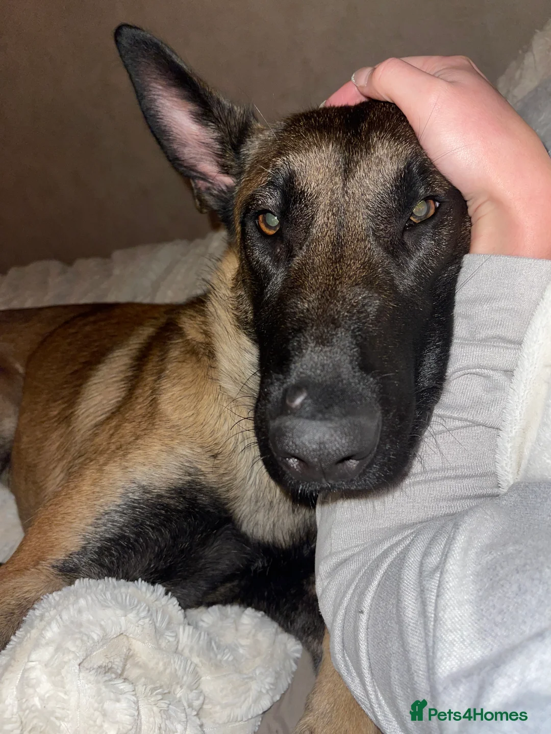 German Shepherd dogs for sale: Belgian Malinois - 1 1/2  - Advert 2