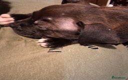 Staffordshire Bull Terrier dogs for sale: GORGEOUS STAFFY PUPPES 8WeeK. - Image 5
