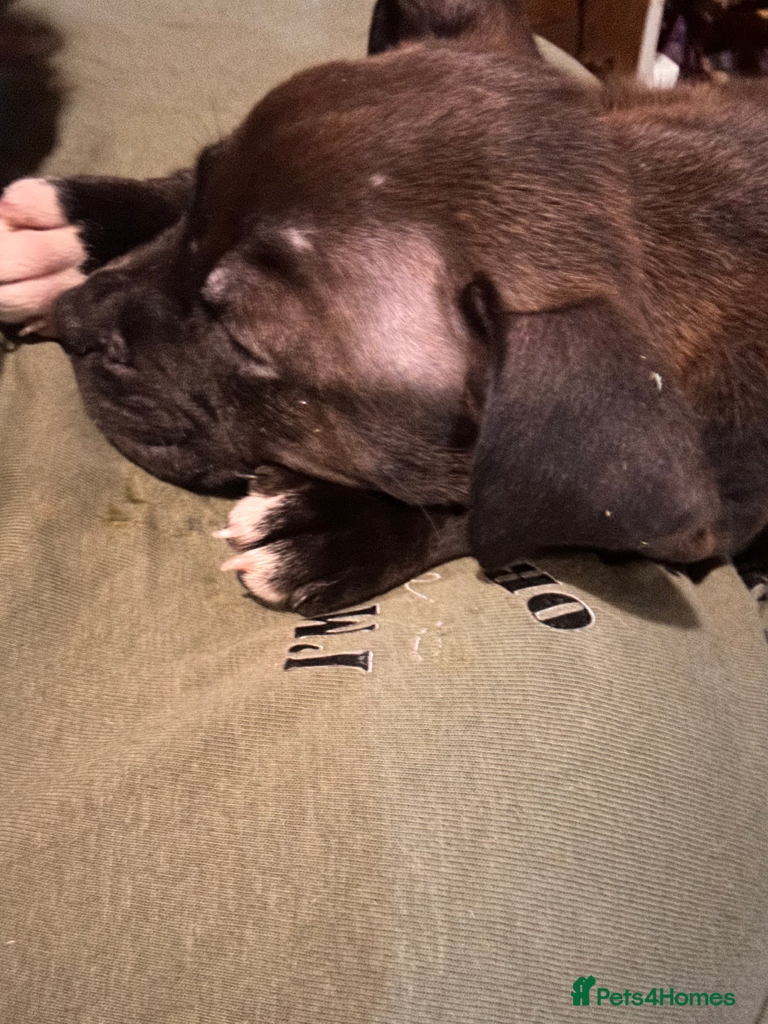 Staffordshire Bull Terrier dogs for sale: GORGEOUS STAFFY PUPPES 8WeeK. - Image 5