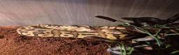 Mixed Breed reptiles for sale: Spotted pythons, royal python and leopard gecko - Advert 10