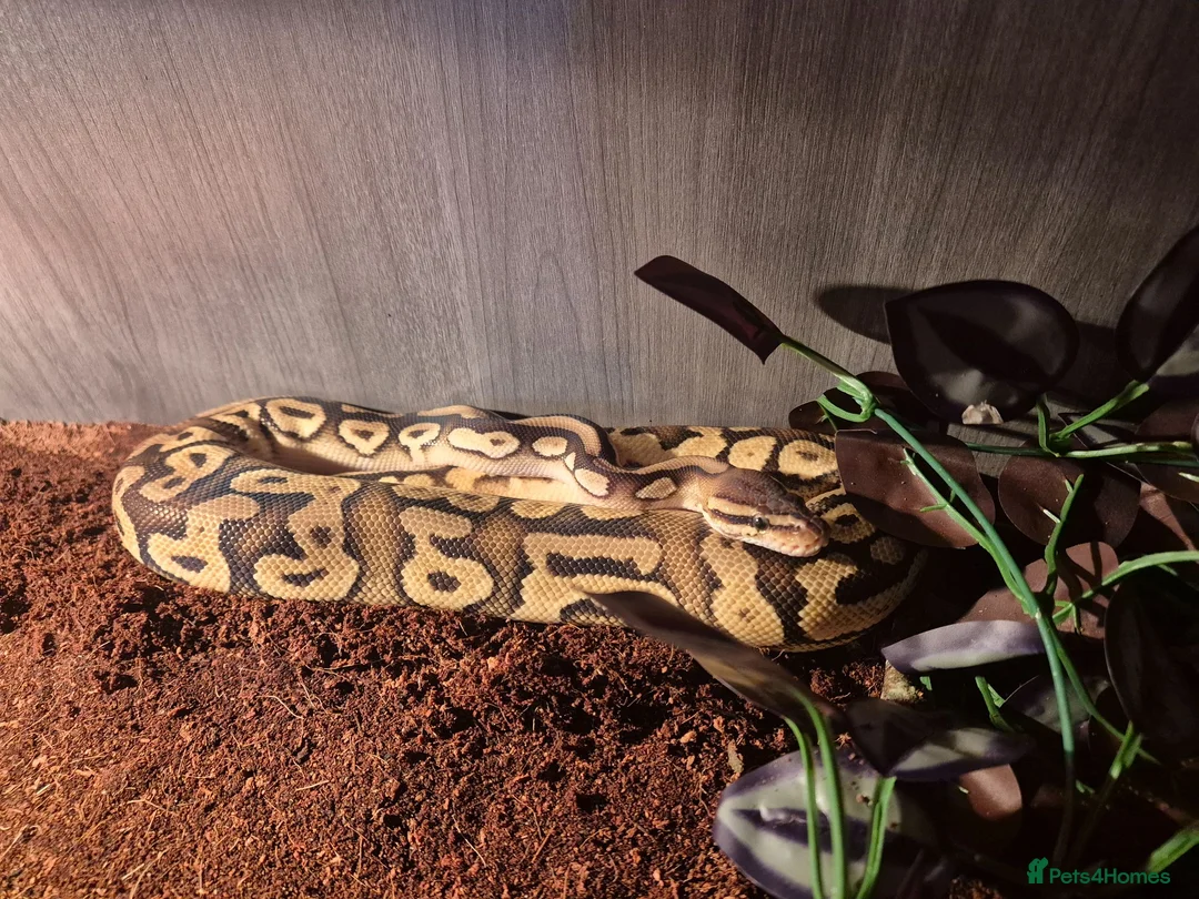 Mixed Breed reptiles for sale: Fire pastel royal python female - Advert 1