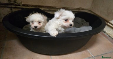 Bichon Frise dogs - Advert 3