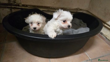 Bichon Frise dogs - Advert 1