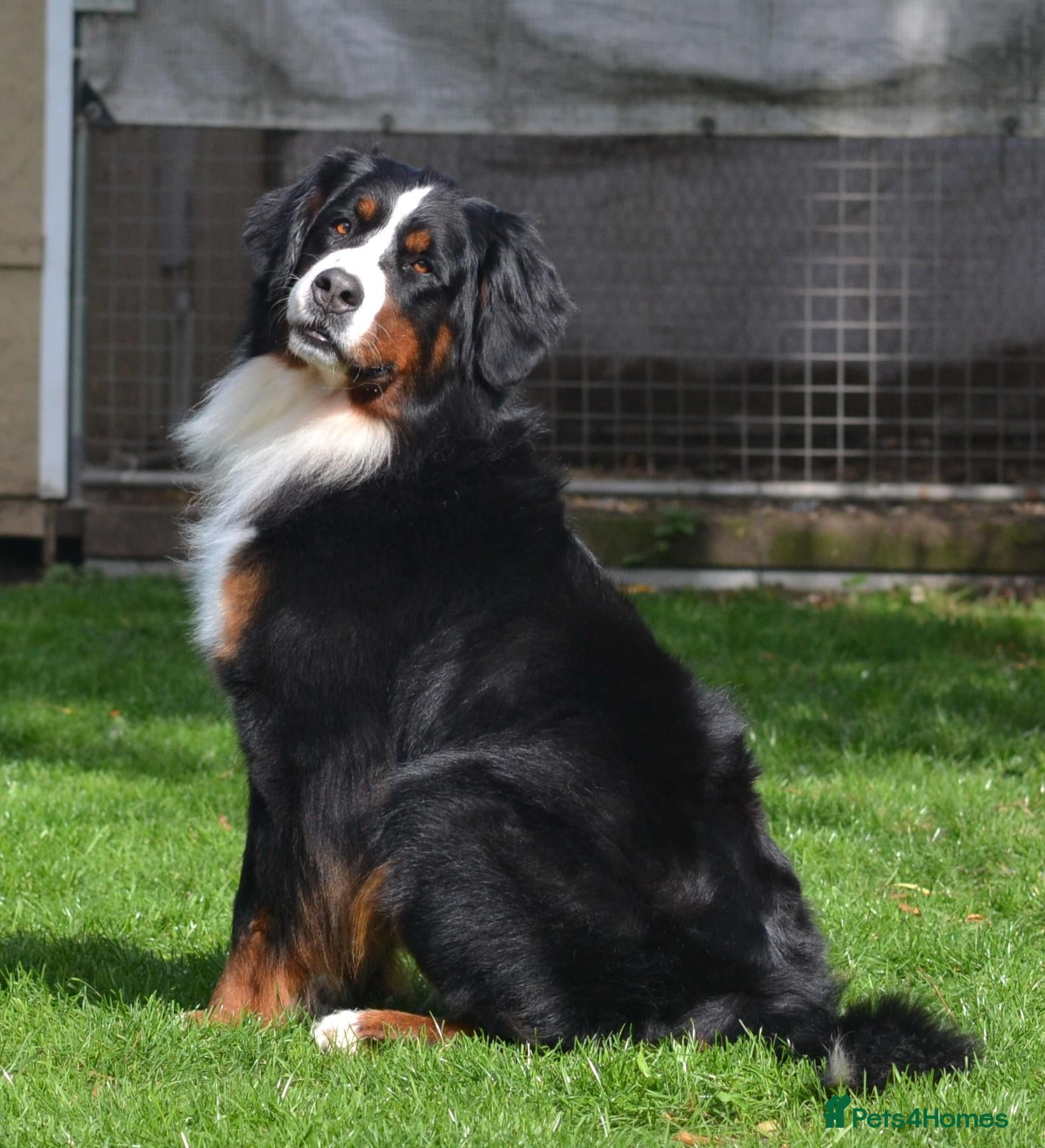 Bernese Mountain Dog dogs VERY SPECIAL GIRL LOOKING FOR VERY SPECIAL HOME - Advert 5