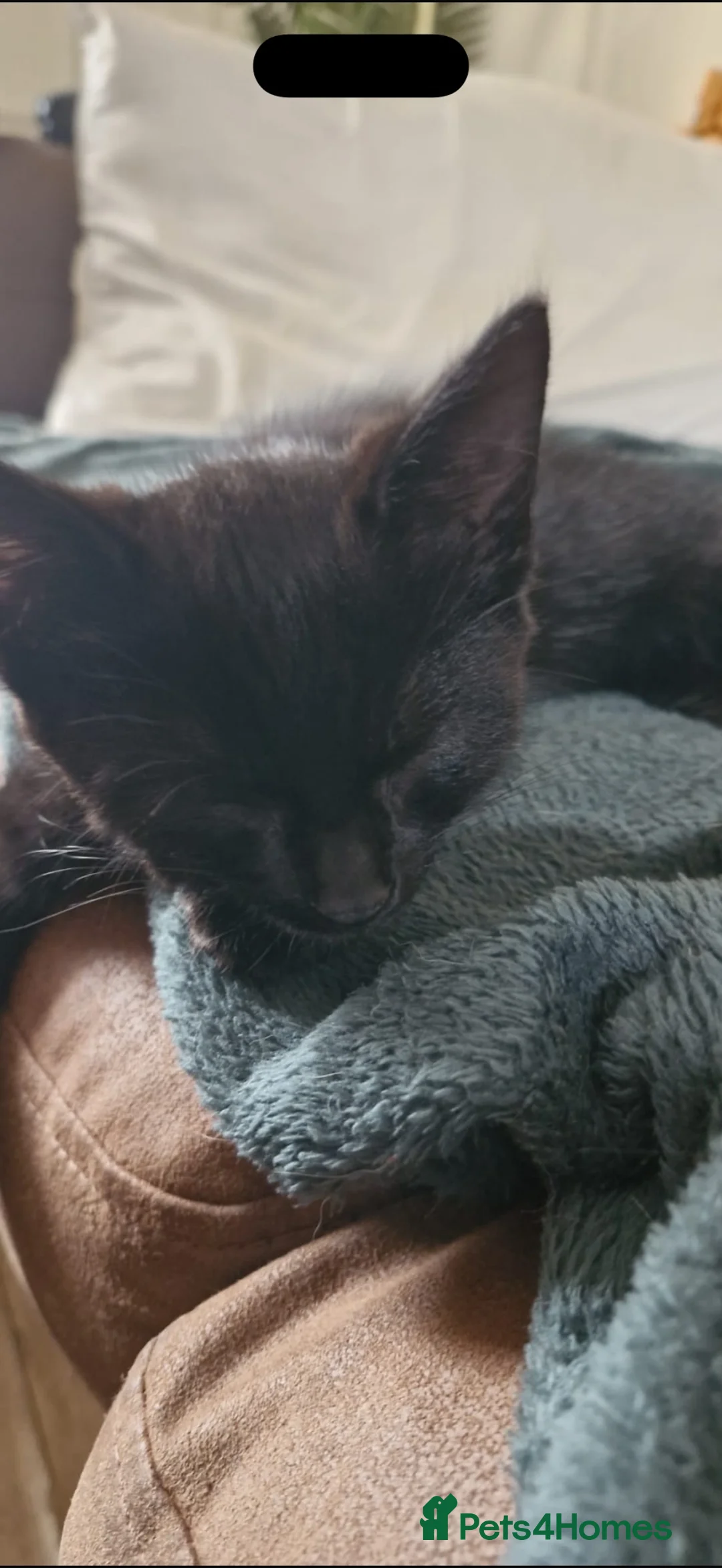 Maine Coon cats for sale: Half maine coon kittens black in Maidstone - Advert 2