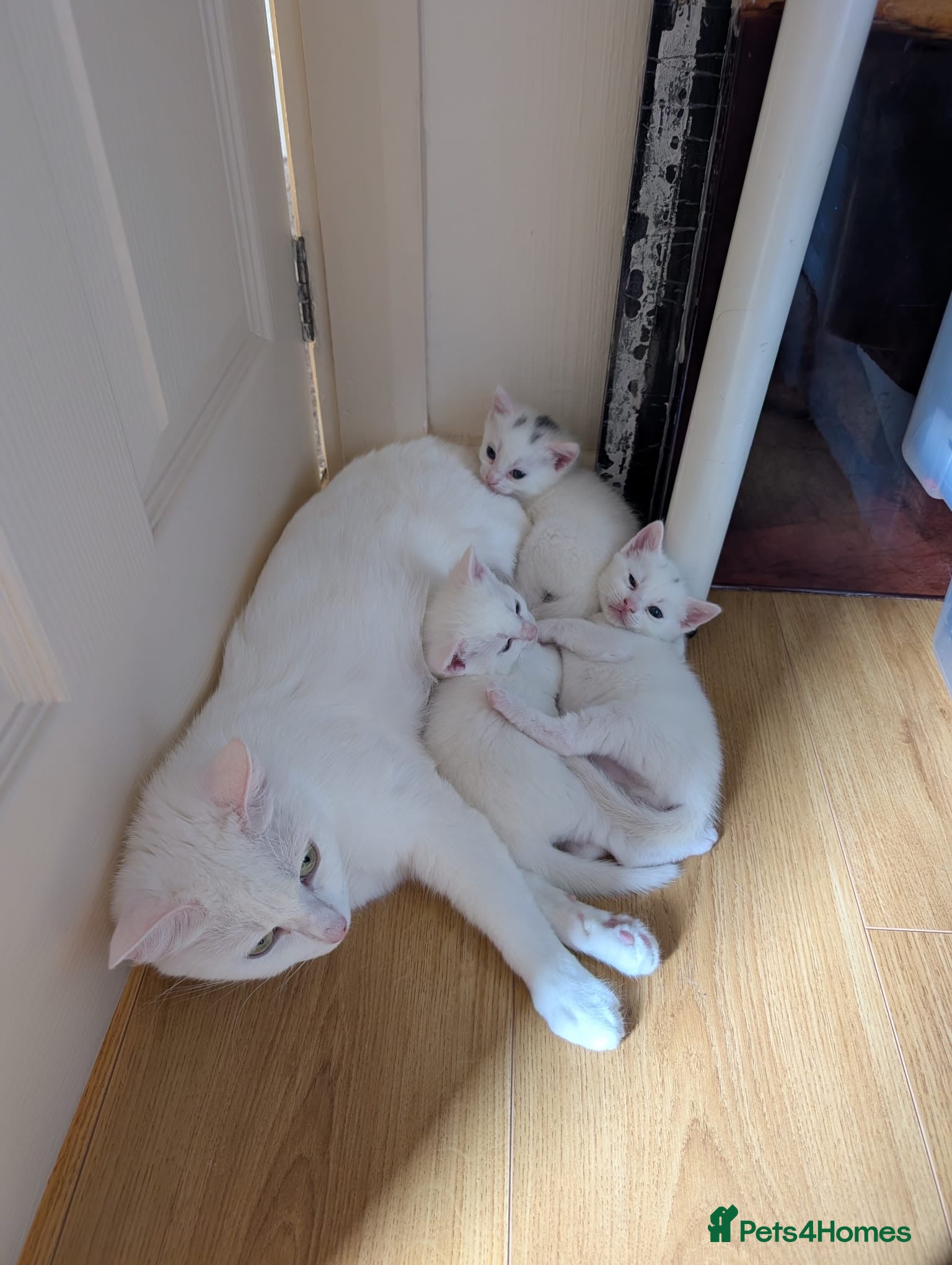 Mixed Breed cats for sale: 3 Beautiful white kittens for best family - Advert 1
