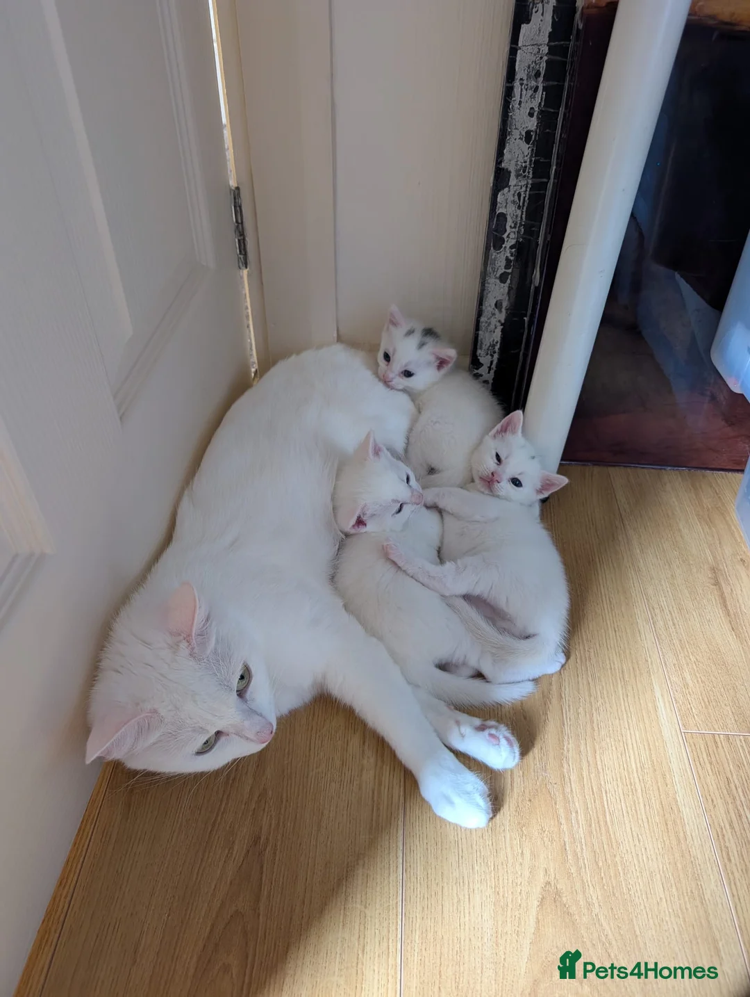 Mixed Breed cats for sale: Beautiful white kittens - Advert 1