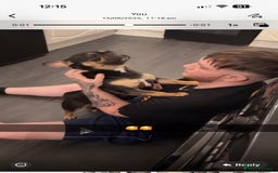 French Bulldog dogs for sale: Black and Tan frenchie  - Image 1