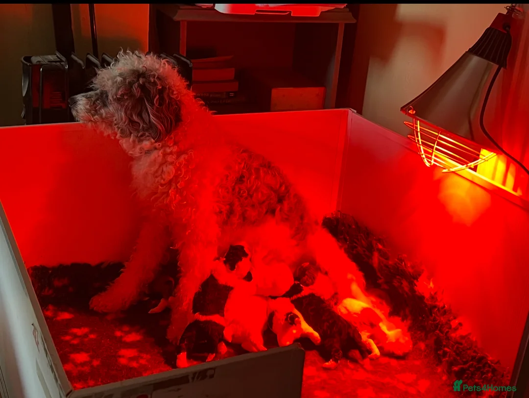 Bordoodle dogs for sale: F1b Bordoodle, DNA testing,full refund guarantee  - Advert 13