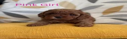 Cavapoo dogs for sale: Stunning Red F1b Cavapoo Puppies  - Advert 1