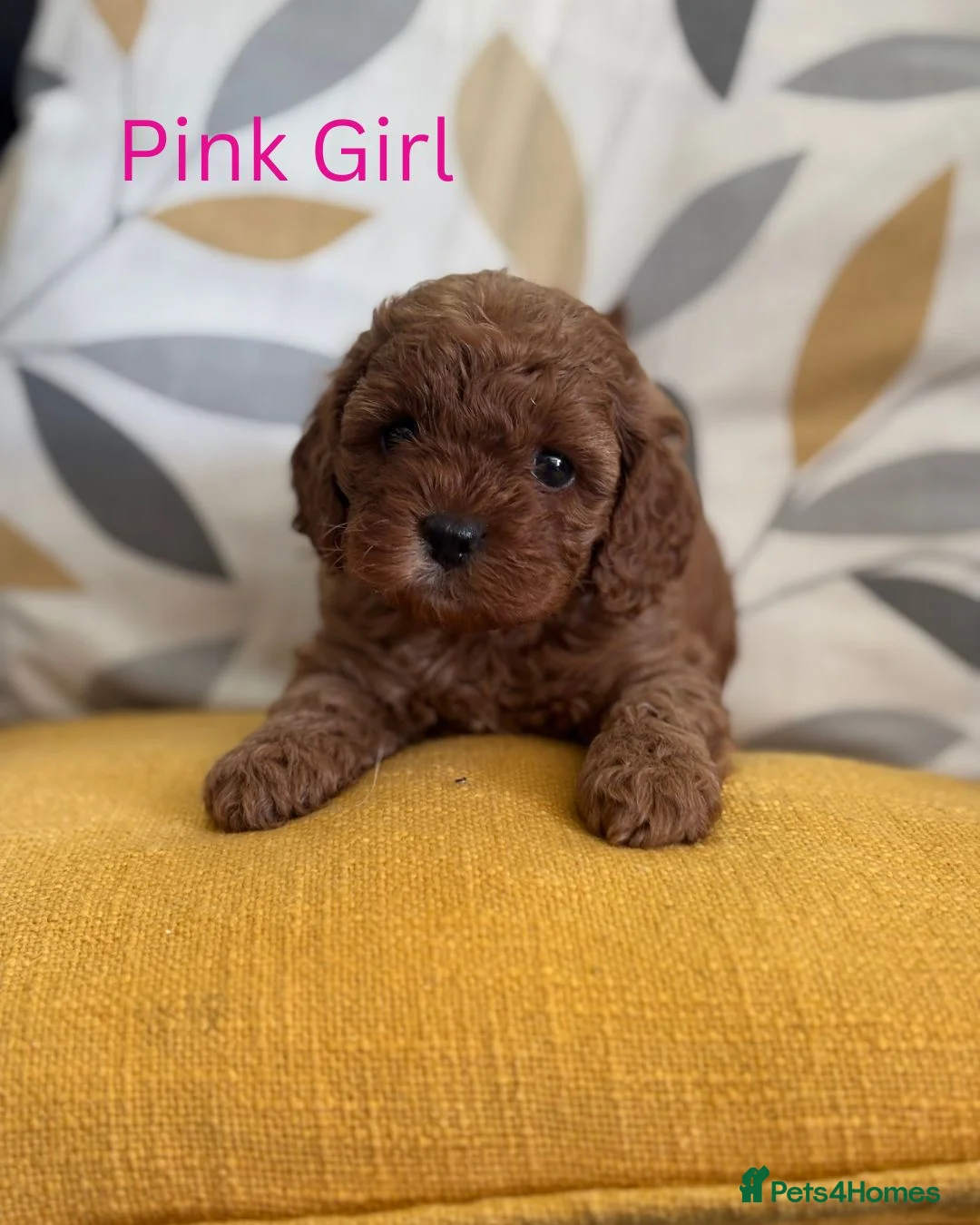 Cavapoo dogs for sale: Stunning Red F1b Cavapoo Puppies  - Advert 1