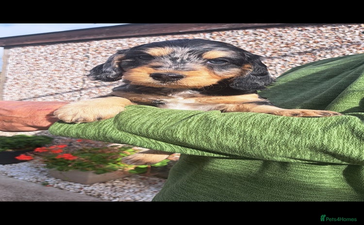 Cockapoo dogs - Advert 1