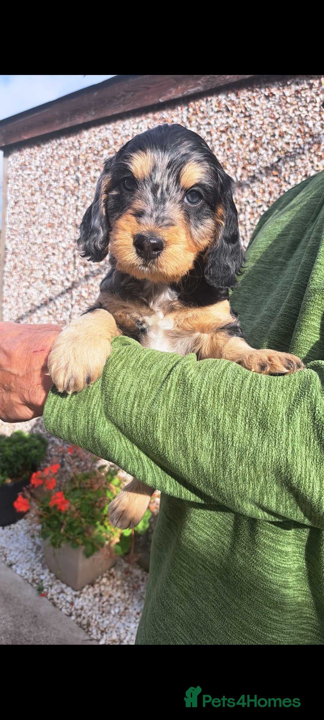 Cockapoo dogs for sale: F1 Cockapoo Puppies - Image 1