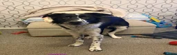 Border Collie dogs for sale: Charlie  - Advert 5