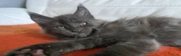 Maine Coon cats for sale: TICA REGISTERED GORGEOUS MAINE COONKITTENS - Advert 5