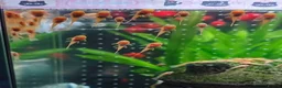Platies fish for sale: small Platy, Guppy,shrimps &Bristlenose Pleco  - Advert 5