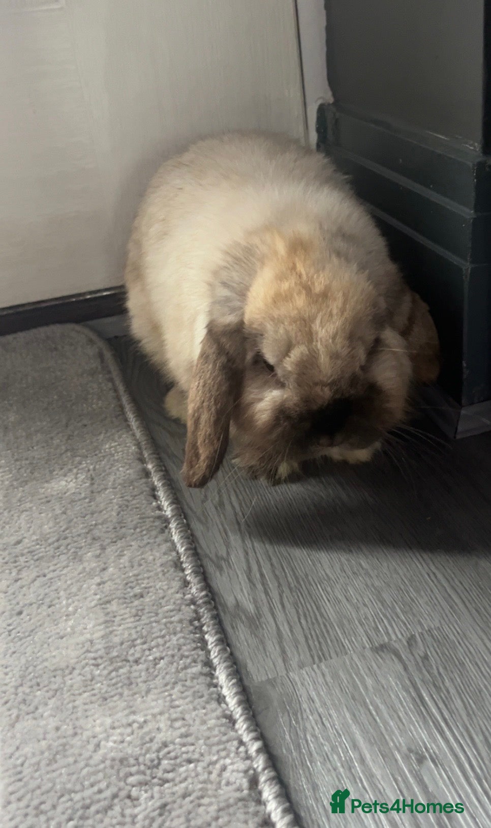 Mini Lop rabbits Mini lop babies  - Advert 9