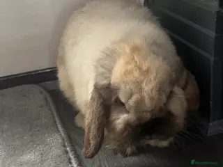 Mini Lop rabbits Mini lop babies - Advert 9