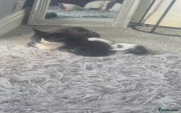 British Shorthair cats for sale: 7 kittens available from beginning of October.  - Image 3