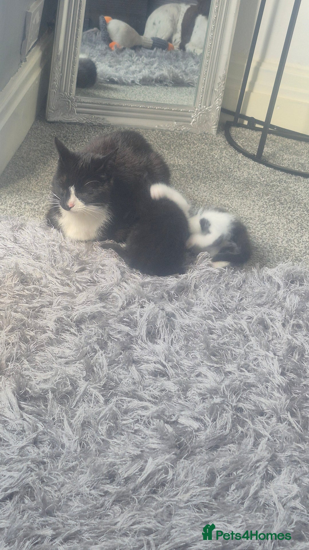 British Shorthair cats for sale: 7 kittens available from beginning of October.  - Image 3
