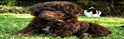 Mixed Breed dogs for sale: ADORABLE F1BB GOLDENDOODLE PUPPIES - Advert 6
