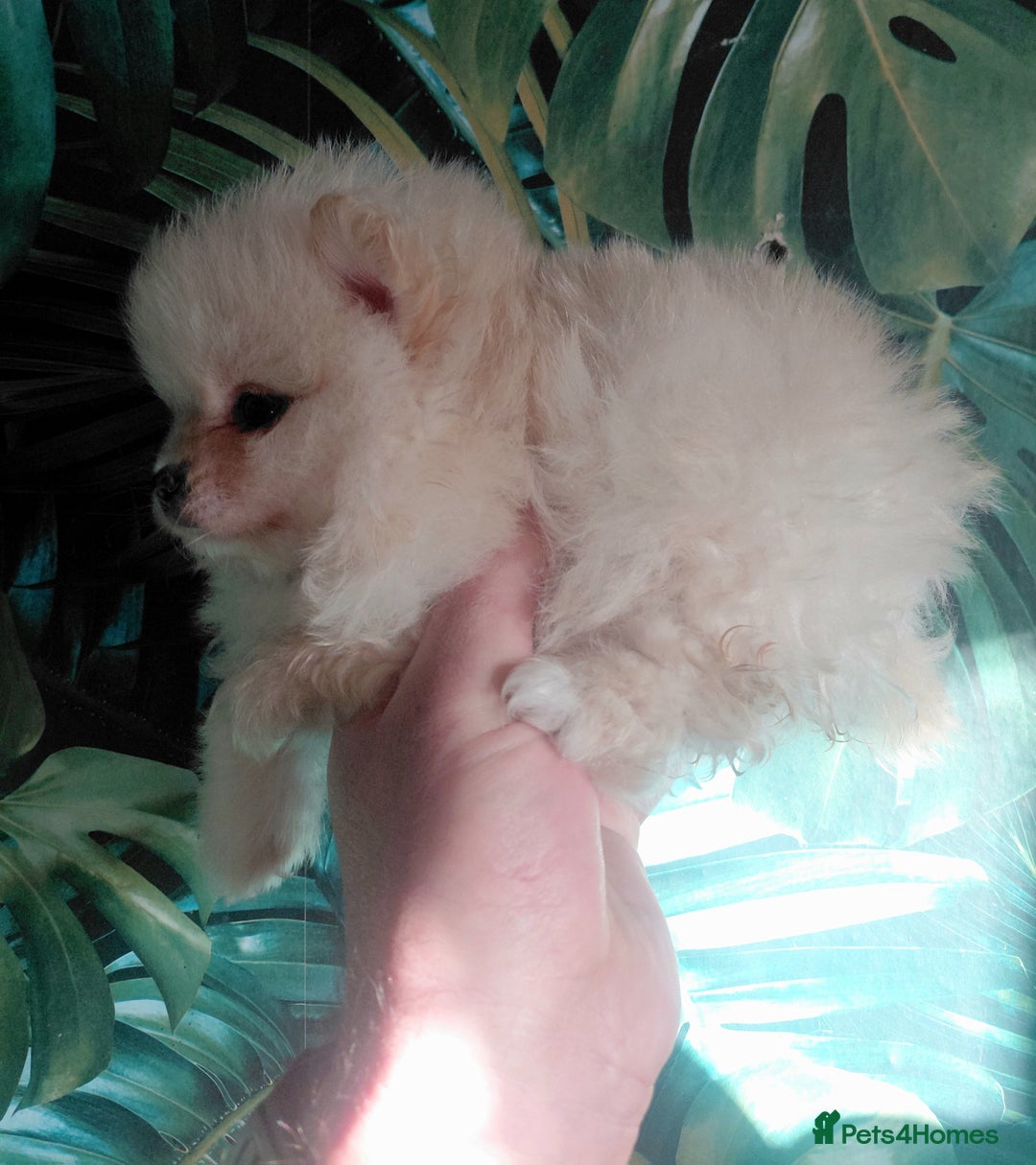 Pomeranian dogs for sale: Pomeranian puppies  - Advert 21