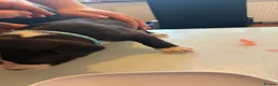 Mixed Breed dogs for sale: Puppies for sale  - Advert 10