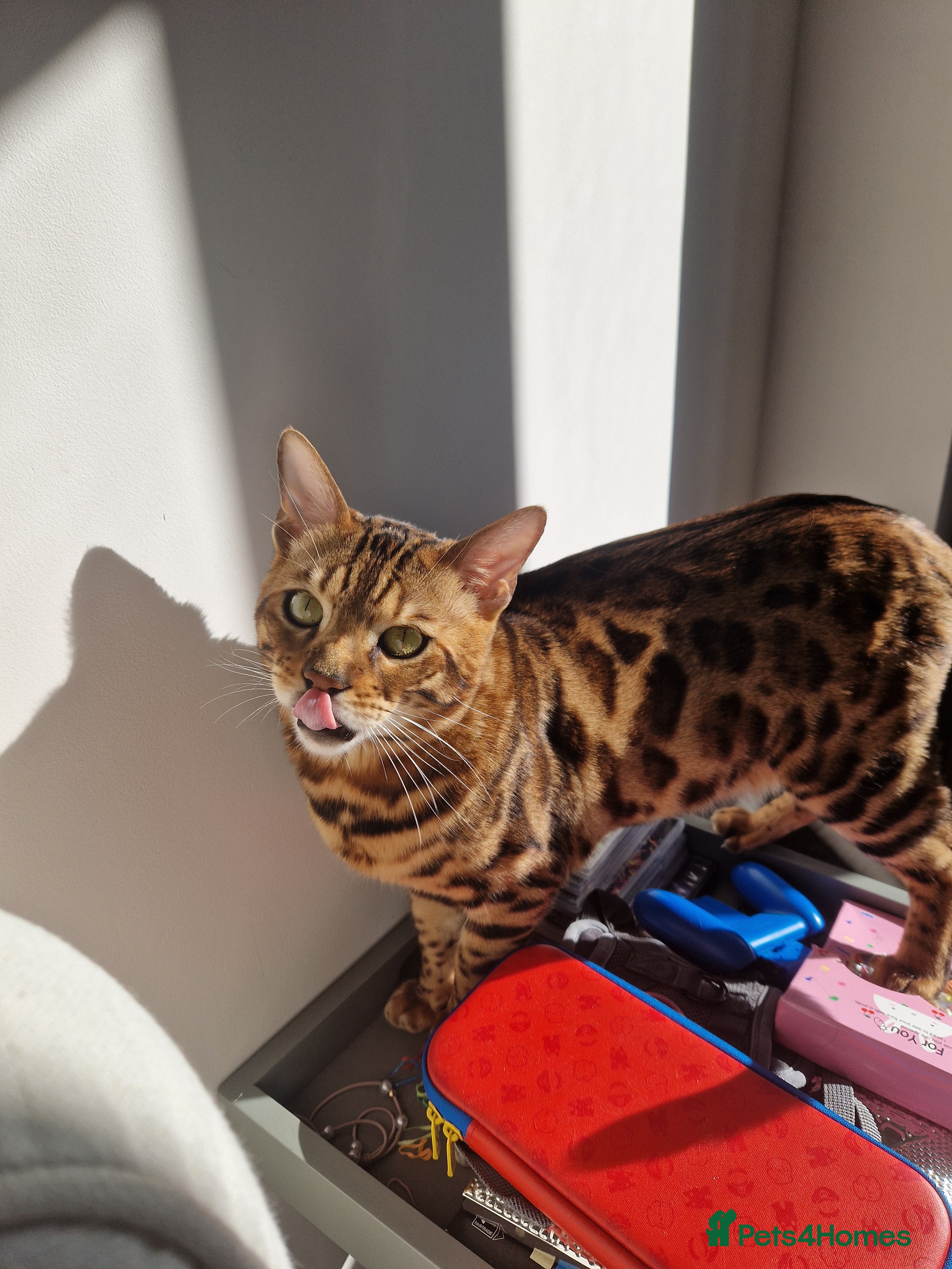 Bengal cats Gorgeous Bengal Glitter Boy - Advert 1