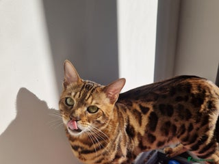 Bengal cats Gorgeous Bengal Glitter Boy - Advert 1