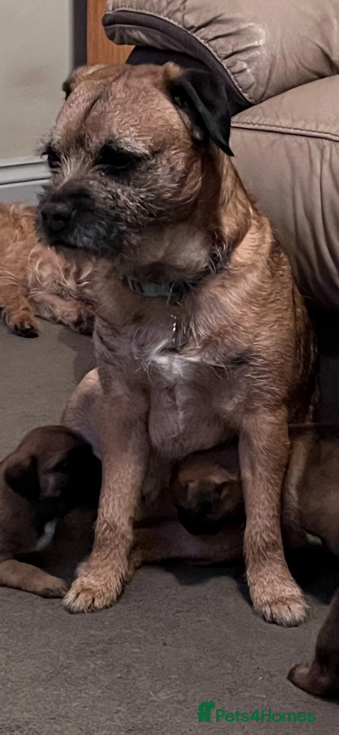 Border Terrier dogs for sale: 4 healthy Border Terrier Puppies for sale.  - Advert 21