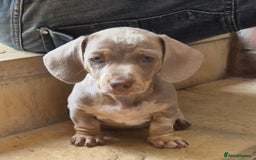 Dachshund dogs for sale: Beautiful kc isabella dapple dachshunds - Image 23