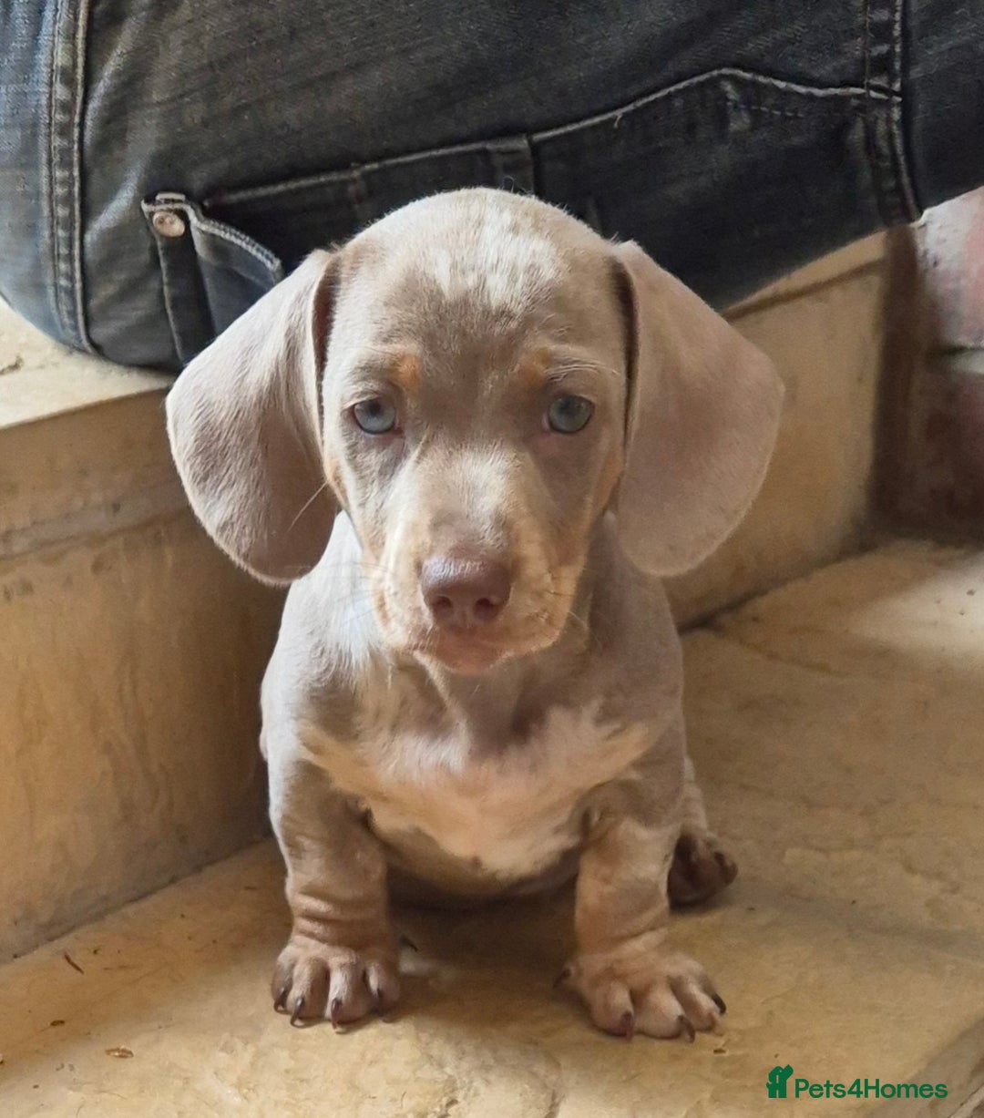 Dachshund dogs for sale: Beautiful kc isabella dapple dachshunds - Image 23