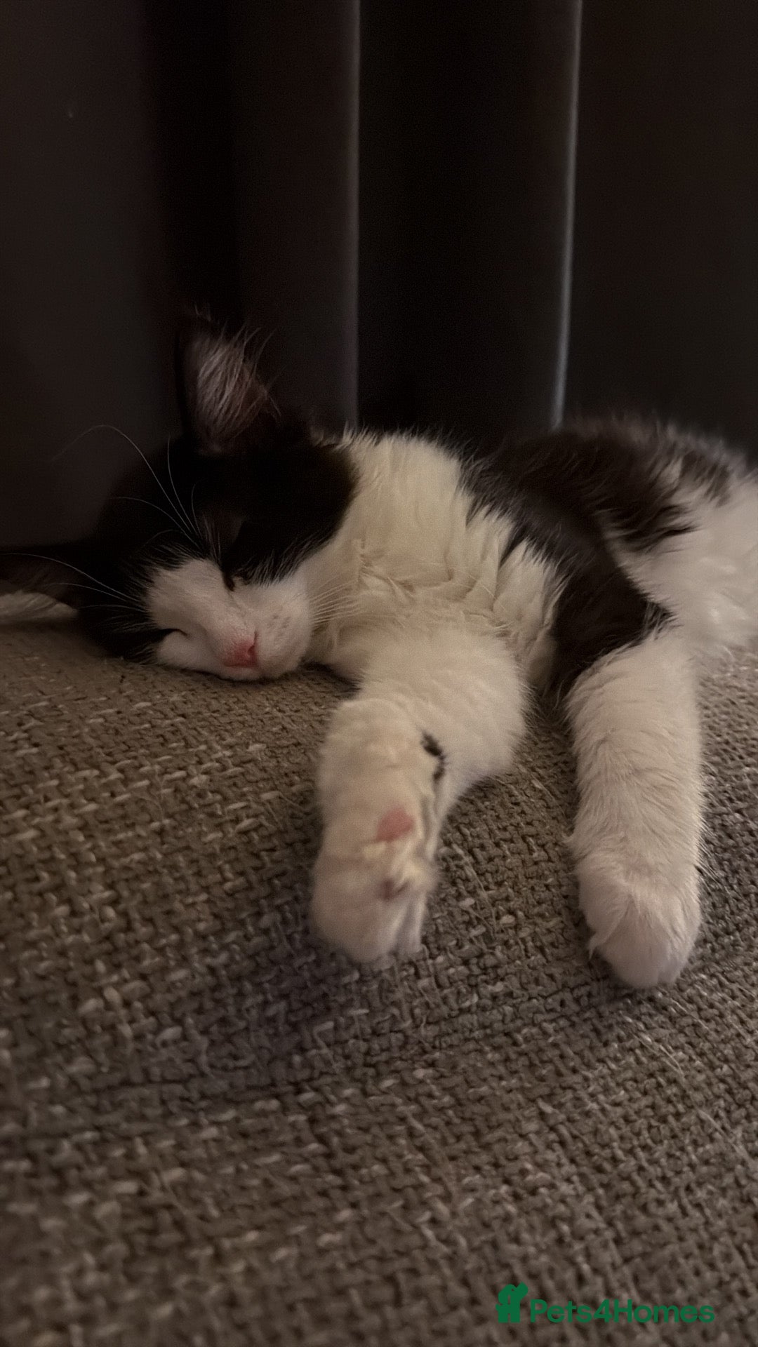 British Shorthair cats Female kitten, tuxedo - Advert 1