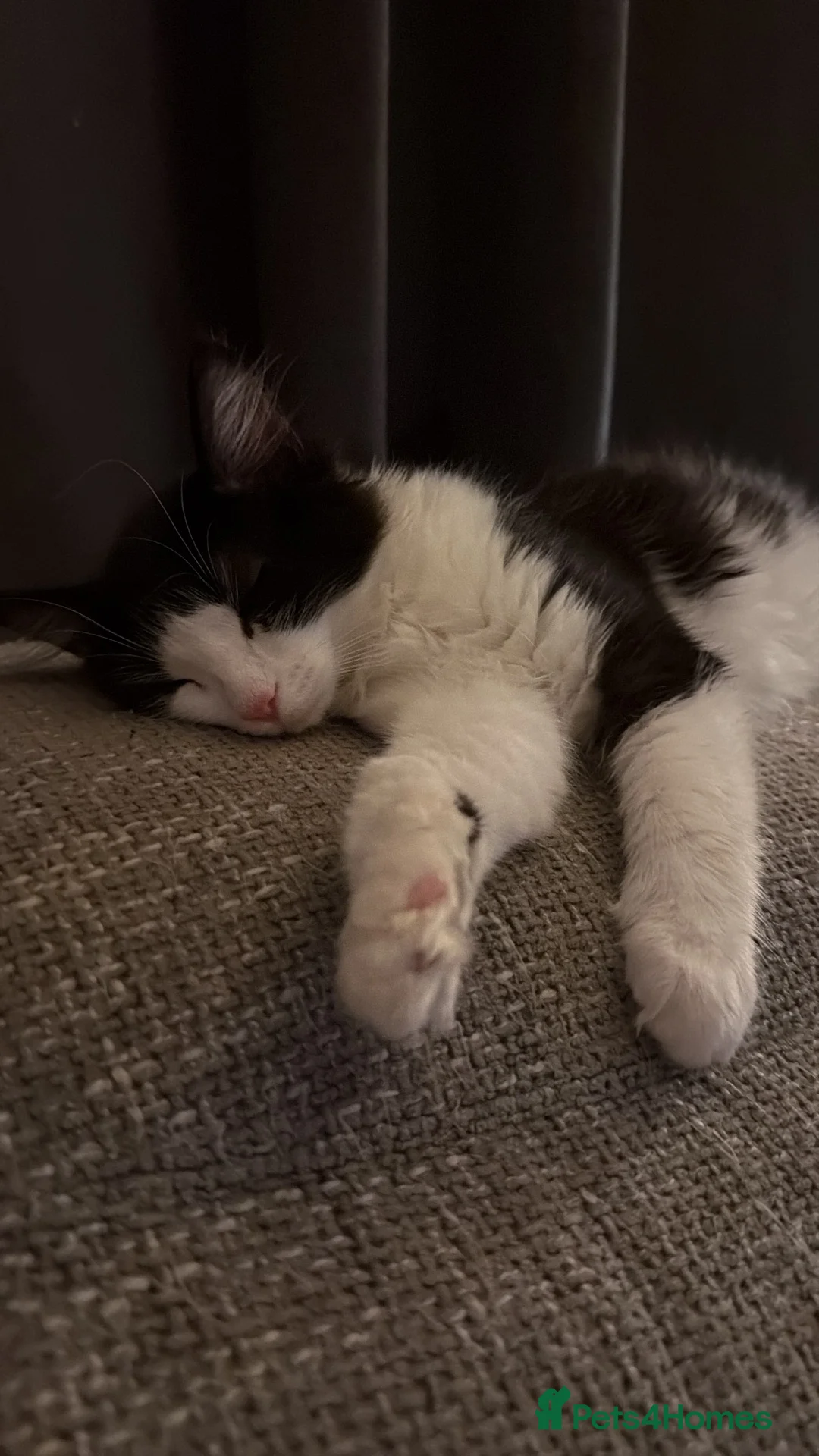British Shorthair cats for sale: Female kitten, tuxedo - Advert 1