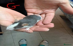 Rat rodents for sale: Baby Male and Female Rats - Advert 11