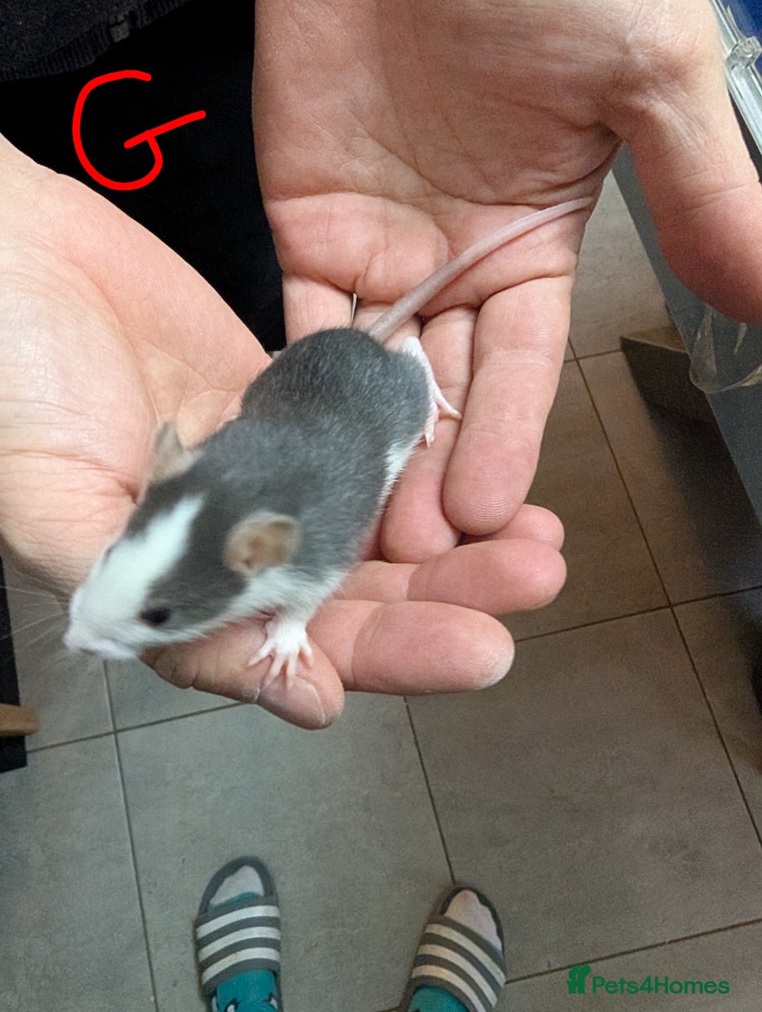 Rat rodents for sale: Baby Male and Female Rats - Advert 11
