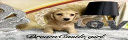 Miniature Dachshund dogs for sale: Ready to leave Kc long coat cream puppies  - Advert 4