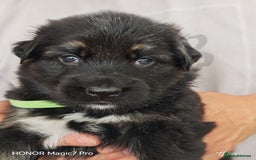 German Shepherd dogs for sale: German Shepherd puppies - Image 7