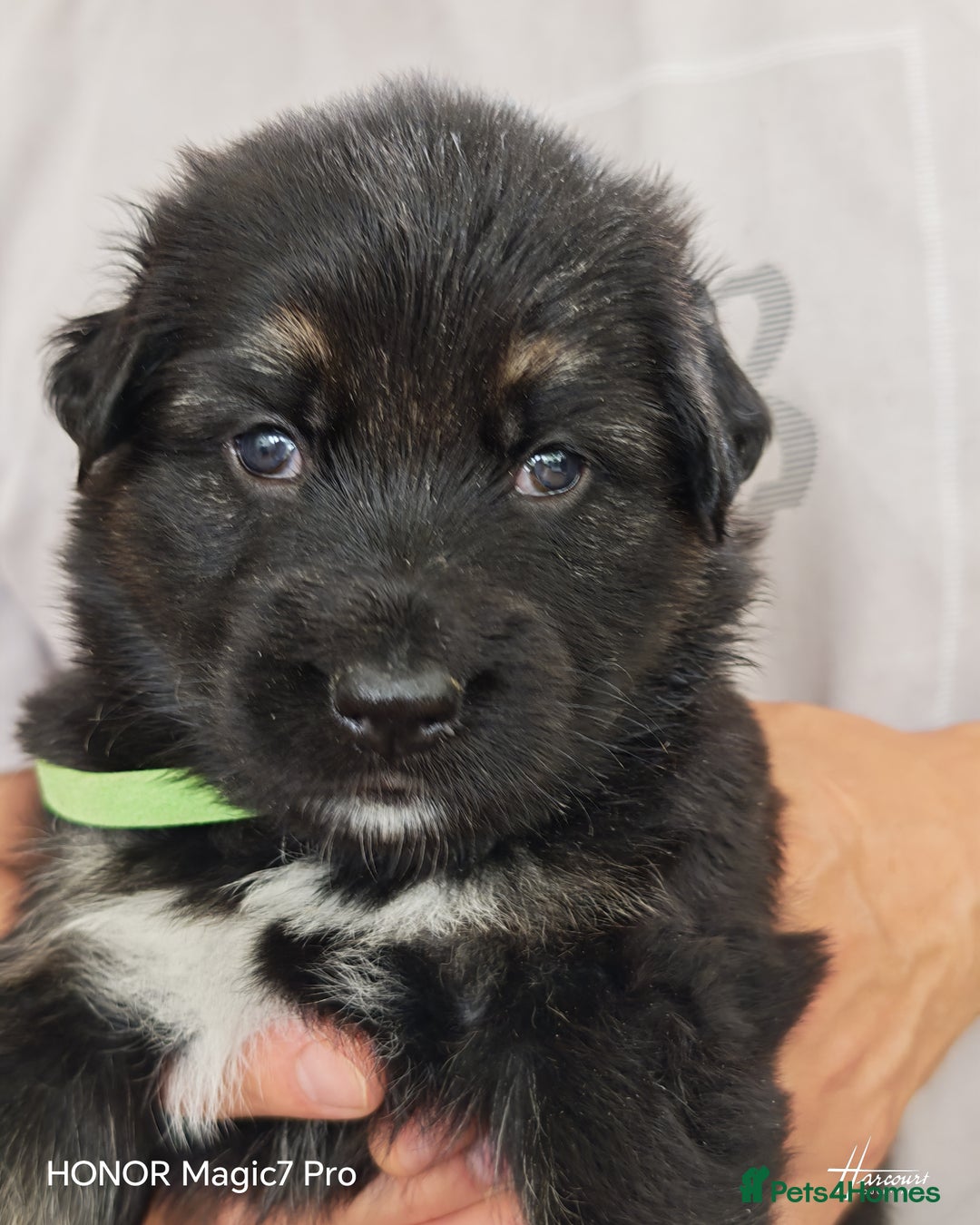German Shepherd dogs for sale: German Shepherd puppies - Image 7