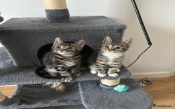 American Shorthair cats for sale: Ready to leave 2 boy kittens left  in Ilford - Image 9