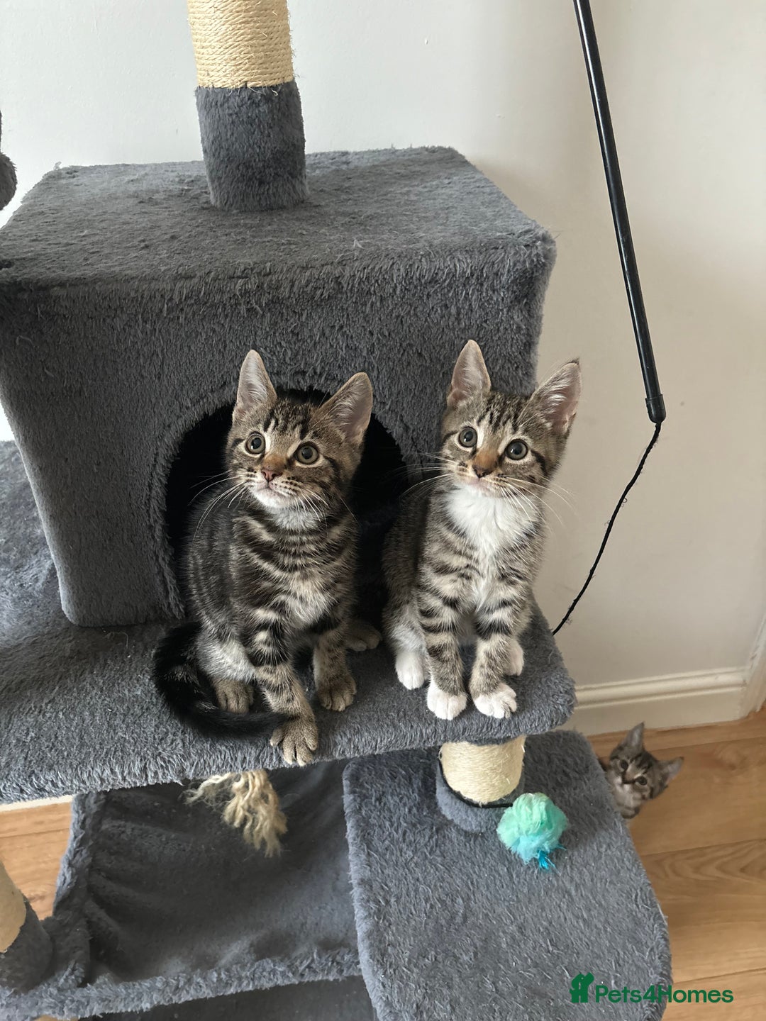 American Shorthair cats for sale: Ready to leave 2 boy kittens left  in Ilford - Image 9