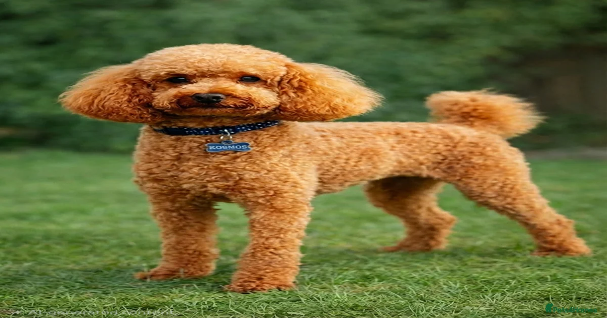 Toy Poodle Dogs for stud in Frome, Somerset | Pets4Homes