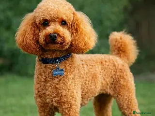 Toy Poodle dogs Top Quality Toy Poodle, Proven KC Registered Stud” - Advert 1