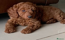 Labradoodle dogs for sale: F1b Labradoodles Fox Red (Health tested clear)  - Image 2