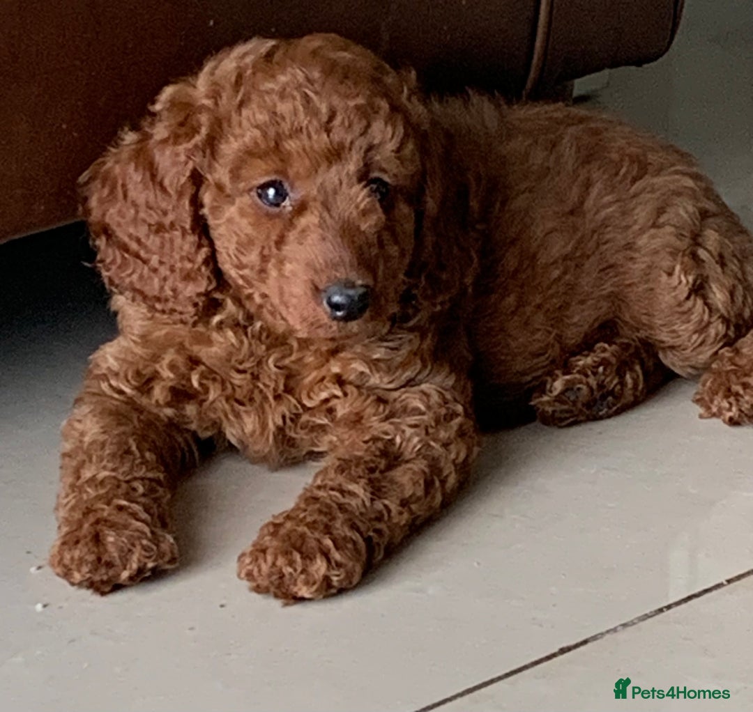 Labradoodle dogs for sale: F1b Labradoodles Fox Red (Health tested clear)  - Image 2